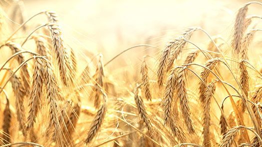 Le germe de blé, un concentré de vitalité : Bienfaits et utilisations.