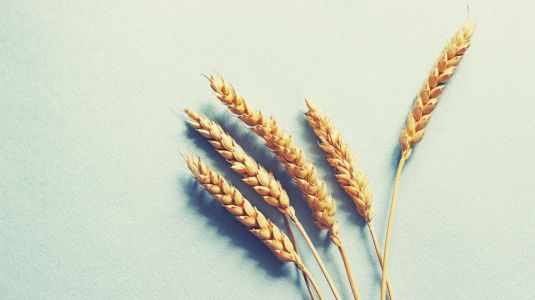 Germe de blé, source naturelle de vitamine E : bienfaits, posologie